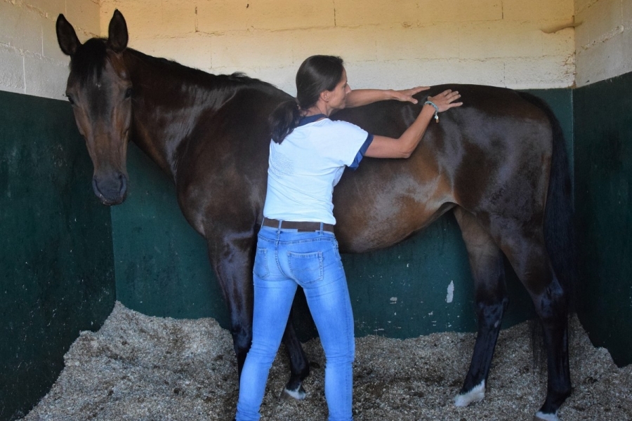Le massage & le stretching, des atouts supplémentaires pour le bien-être du cheval.