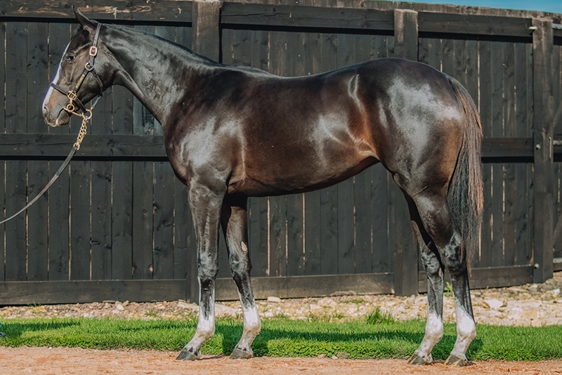 Comment faire de bonnes photos de présentation pour valoriser un cheval ?