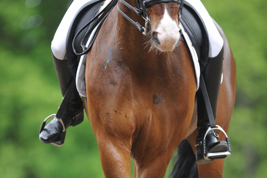 Approcher l'équitation dans sa globalité