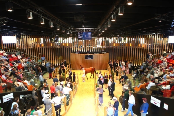 Les Ventes de Yearlings Arqana 2021