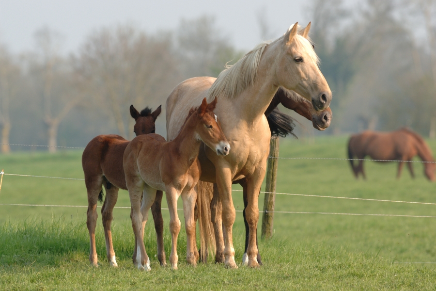 Le législateur fait un pas envers la cause animale