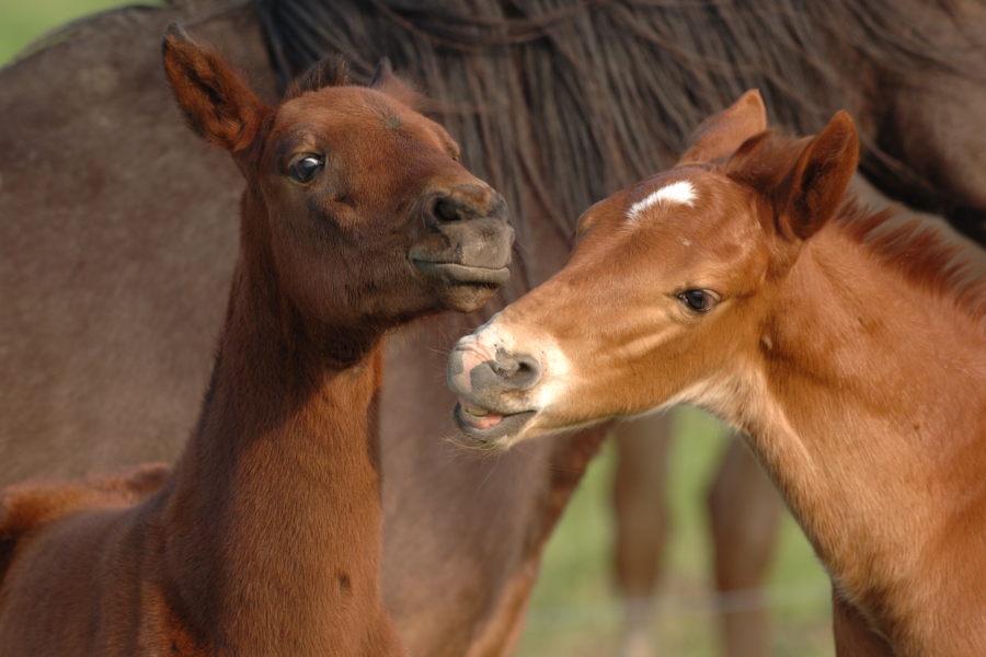 Rent a Horse by Yohea évolue !