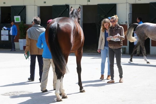 Pourquoi et comment déposer l'état des lieux vétérinaire de mon cheval ?